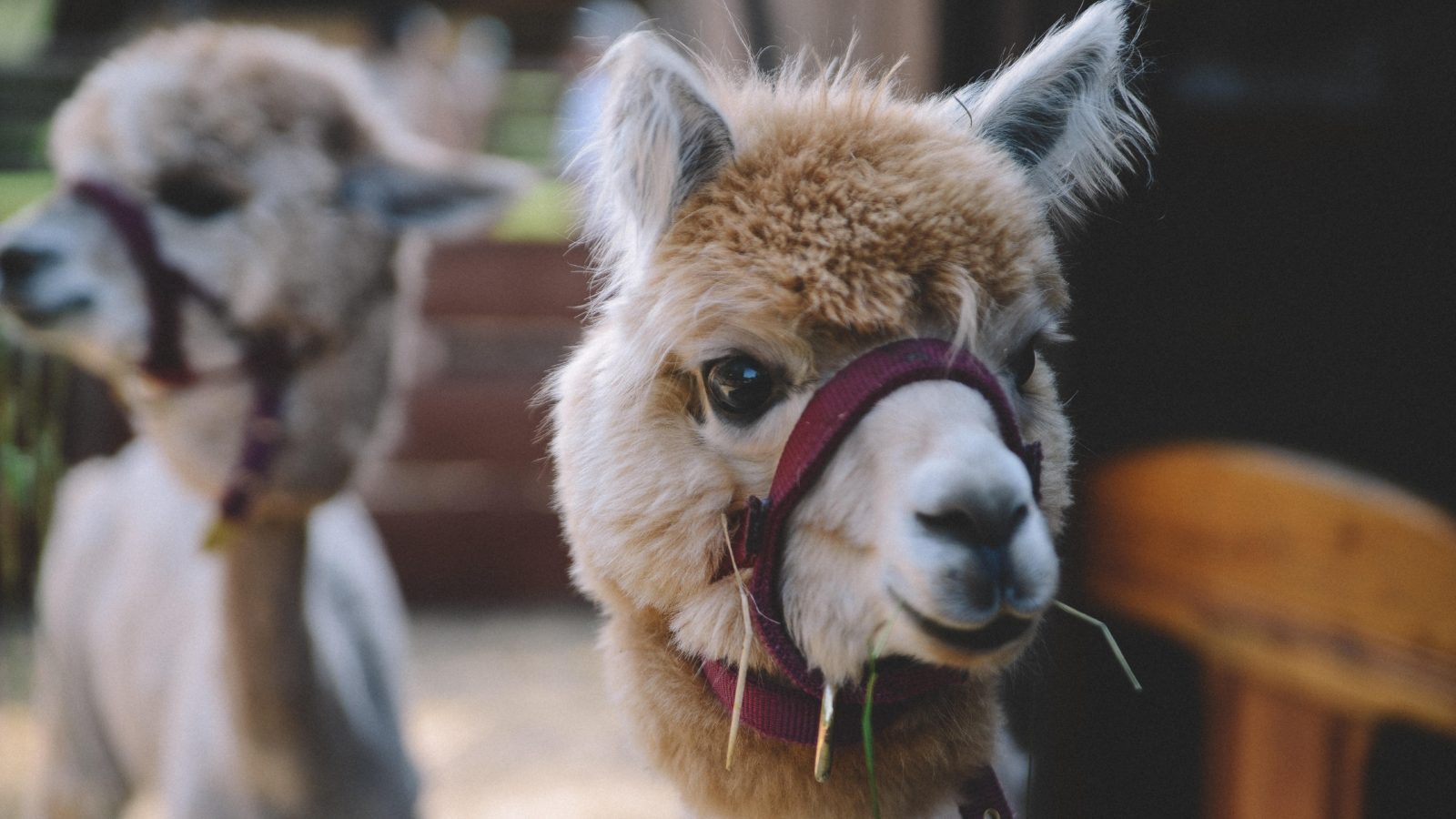 Alpacas ready to join conference calls to raise money for charity